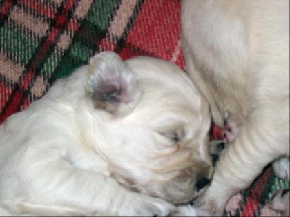 Golden Retriever Welpen