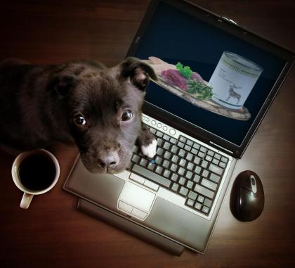 Warum seinen Hund nicht mit Reico Vital ernähren