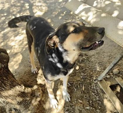 Billy sucht eine Familie