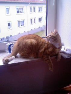 Verkaufe super Lieben Kater