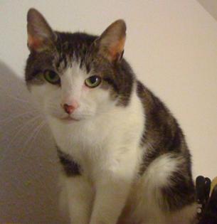 Kater Mumpitz vermisst