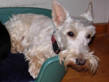Suche Rüde Scottish-Terrier Schwarz für Decken