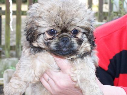 Süße Pekinese-Welpen 8 Wochen zu verkaufen 200, -