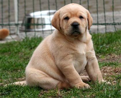Gelbe Labrador REtriever Welpen