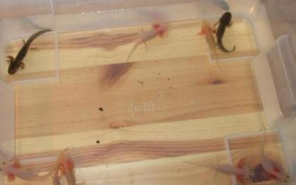 Axolotl-Babys abzugeben