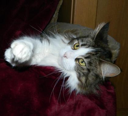 Reinrassige Maine Coon Lady