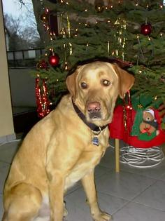 Blonder Labrador
