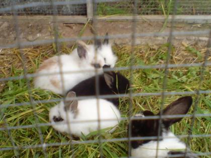 Löwenköpchen und zwergwidder