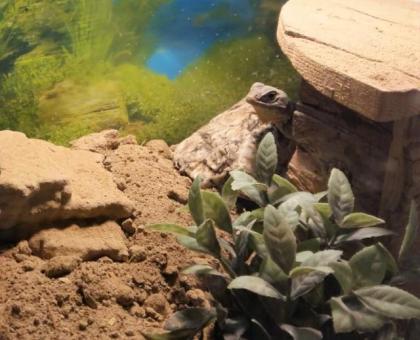 Halsbandleguan Pärchen in liebevolles Zuhause abzugeben.