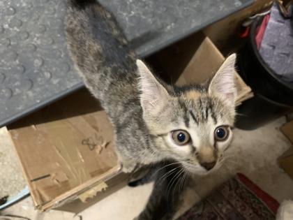 Babykatzen abzugeben
