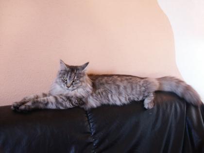 SUCHE DRINGEND DECKKATER