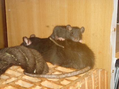 Rattenbabys abzugeben
