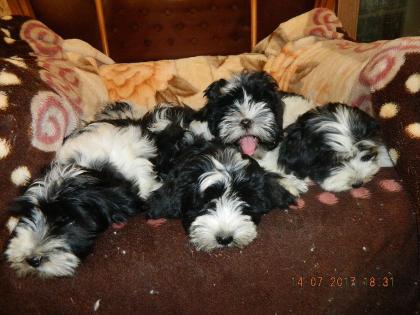 Bichon havaneser welpen mit Staummbaum