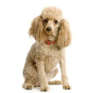 Mobiler Pferde und Hundefriseur