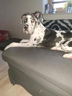 Cane Corso Deutsche Doggen Mix
