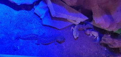 Leopardengecko Familie sucht neue und gemütliche zuhause
