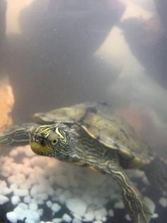 Wasserschildkröte zu verkaufen
