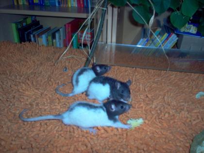 Rattenwelpen suchen neues Zuhause