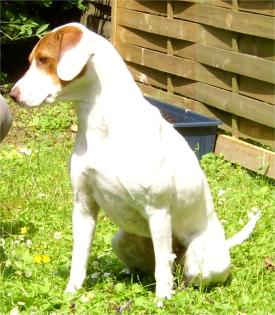 Mischlingshündin Dt. Pointer sucht ein neues Zuhause