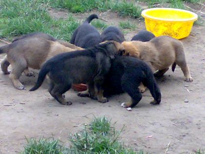 Die Hundewelpen sind da, deutsch-Belgische Schäferhundwelpen