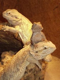 2. 2 Pogona vitticeps abzugeben