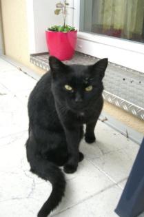 Schwarzer Kater zugelaufen in Chemnitz Siegmar