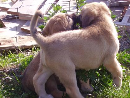 Sivas Kangal Welpen, reinrassig,