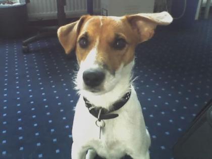 Junger Parson Jack Russell sucht.