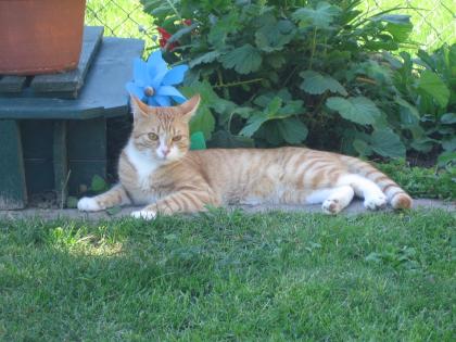 Verschenke Hauskater Tigger