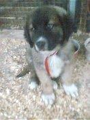 Germarnische Bären Hund Welpen