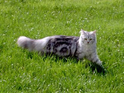 Siebirische -Katze
