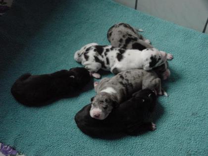 Deutsche Doggen Welpen