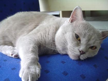 BKH Deckkater in lilac erfüllt jeden Kinderwunsch.