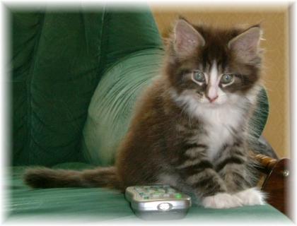 Maine Coon Katerchen, 8 Wochen alt