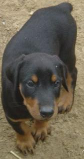 Doberman Welpen