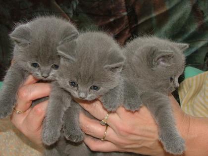 British kurzhaar blau u. whiskasbabies