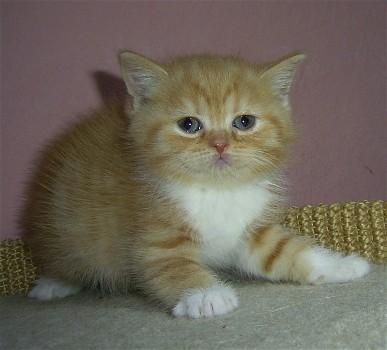 Britisch Kurzhaar Katzenkinder