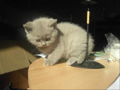 Britische Kurzhaar-Katzenbabies