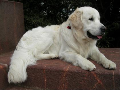 Blonder Golden Retriever Deckrüde Internationaler Jugend Champion 2021