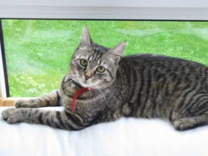 Tridy sucht neue Zuhause
