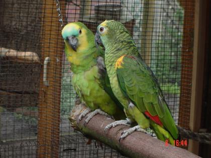 Amazonen