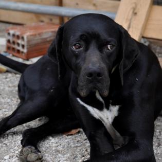 Zeus - ein typischer englischer Pointer