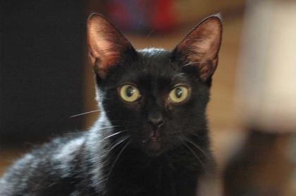 Notfall Kater Mio verliert sein Zuhause