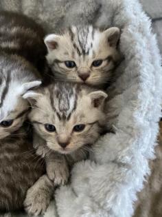 BKH- WHISKAS KITTEN