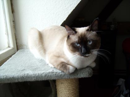 Deckkater Siam
