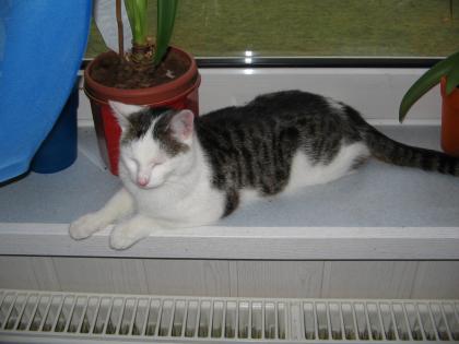 Suche ein Jungen Roten Kater