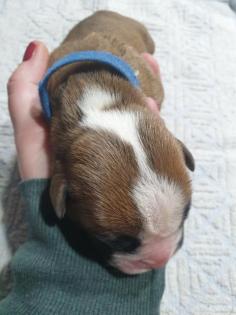 Boxer Welpen