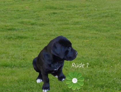 Mischlingswelpen, Cane Corso, Labrador, Dogge