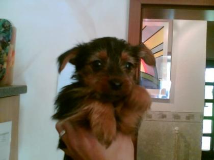 Yorkshire-Terrier Hündin