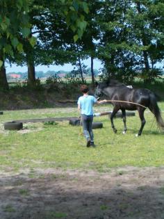 Suche mobilen Westernreitlehrer